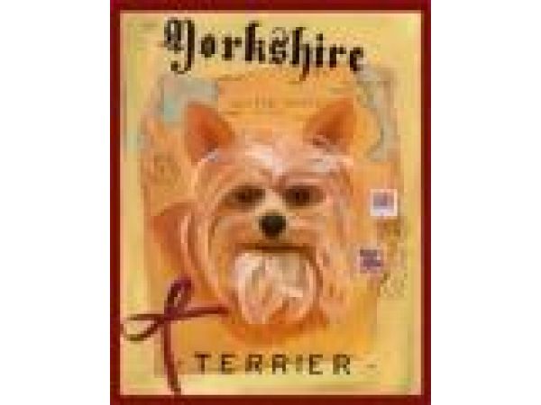 Yorkshire Terrier/#701 Cayenne