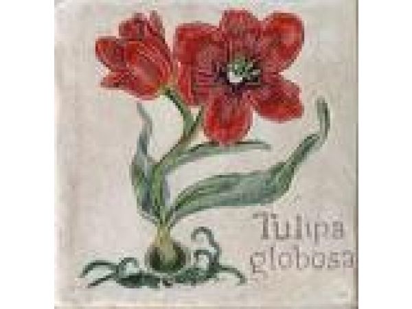 6x6 Red Tulip