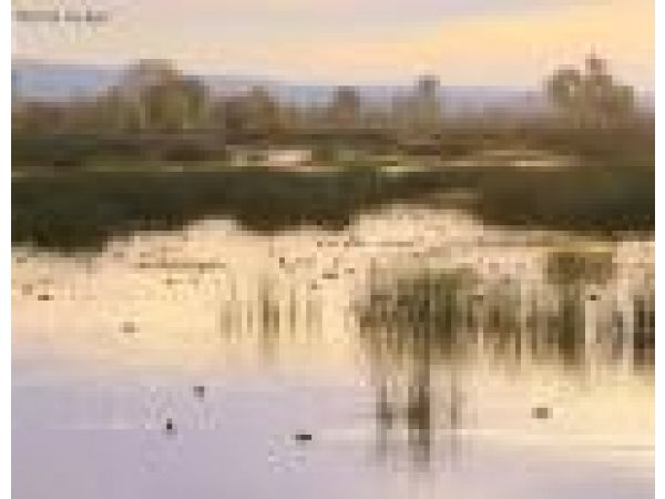 Waterfowl_wetlands_sunrise_graylodgenwr_buttcnty_ca_x1024_174_med