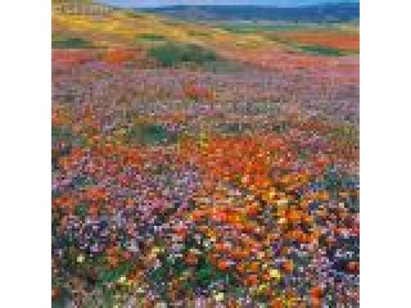Field of Poppies, Antelope Valley California Poppy Reserve, L A County, California