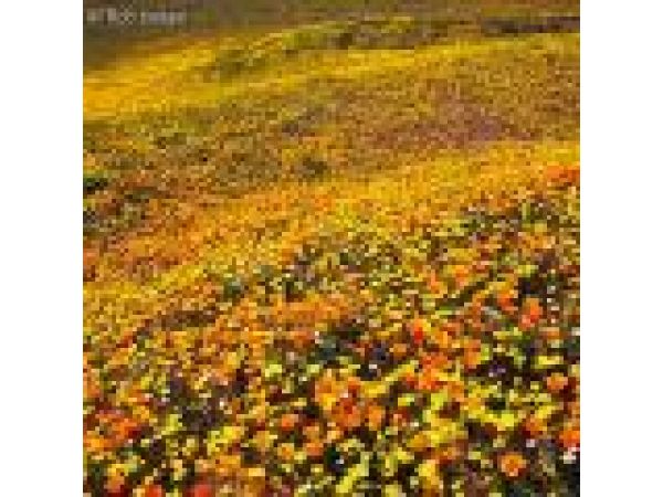 Poppies-daisies-orv-area-peace-vly-area-ca-042003_175_med
