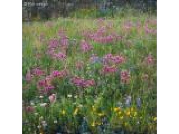 Wwildflowers_grass_owlsclover_table_mtn01_buttcnty_ca_x1024_122_med