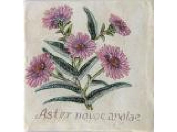 6x6 Pink Aster