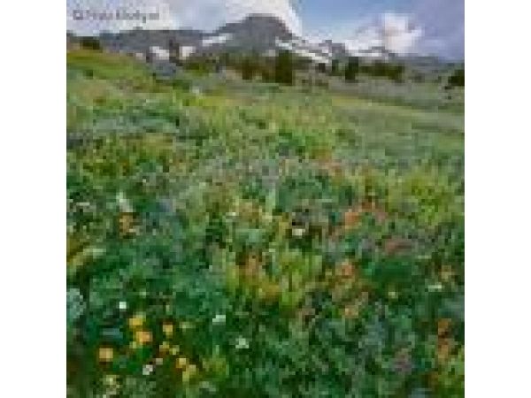 Wildflowers and Roundtop Peak, Carson Pass, Eldorado County, California