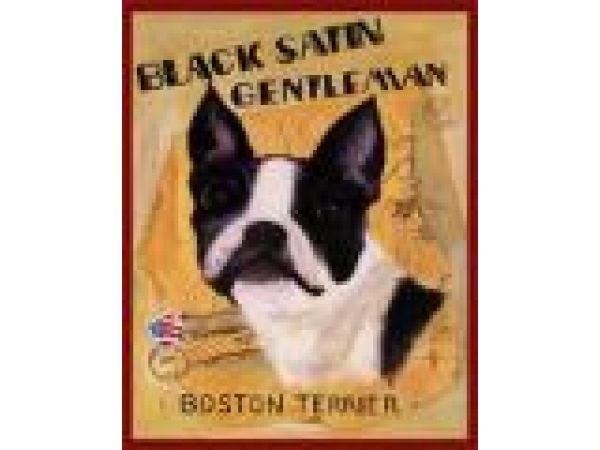 Boston Terrier/#701