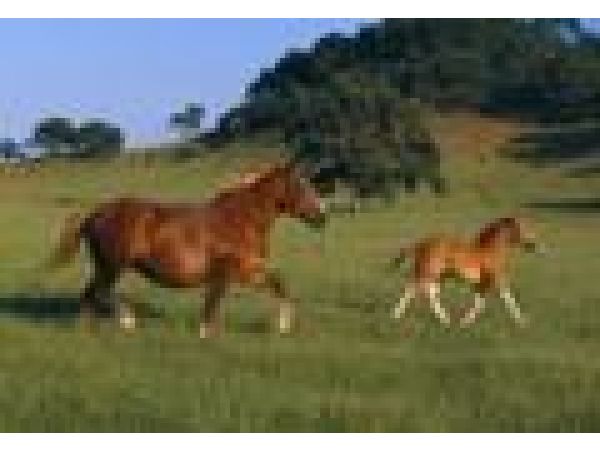 Belgian Mare and Foal