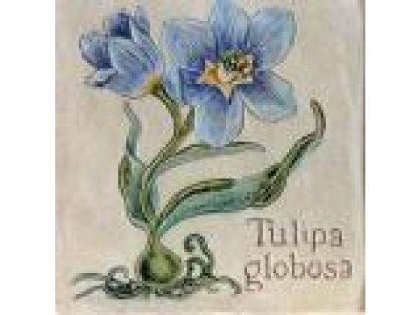 6x6 Blue Tulip
