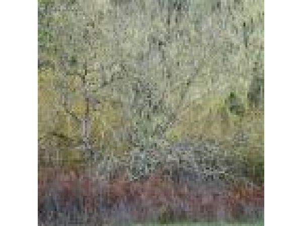 Bare Branches and Lichens, Marin County, California