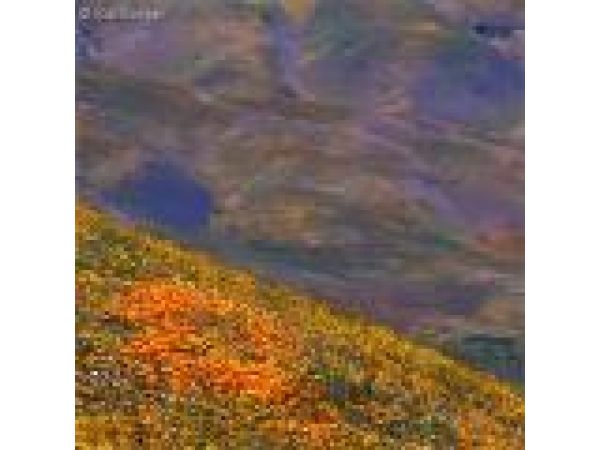 Poppies on Hillside, Peace Valley, Los Angeles County, California