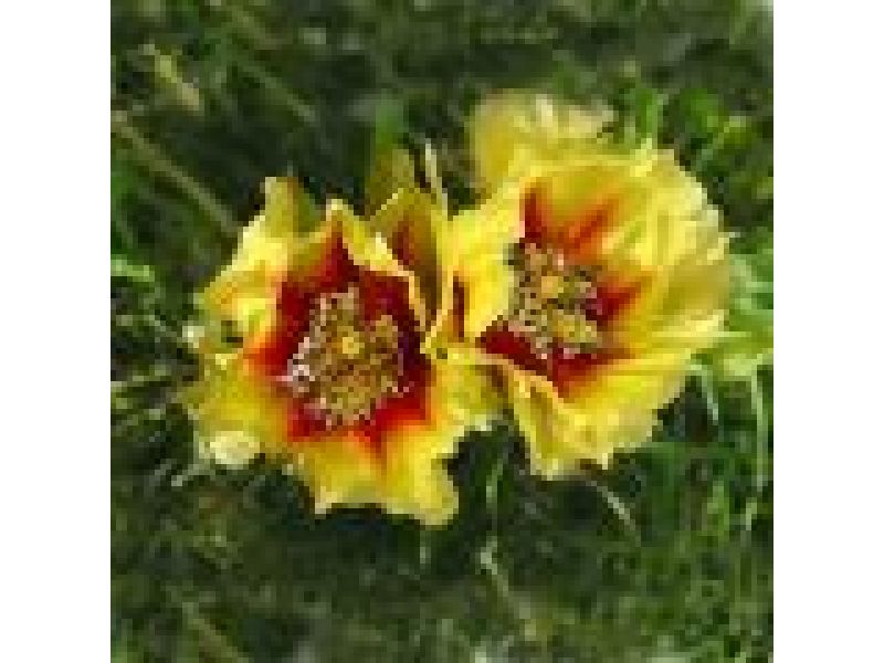 Cactus Flower I