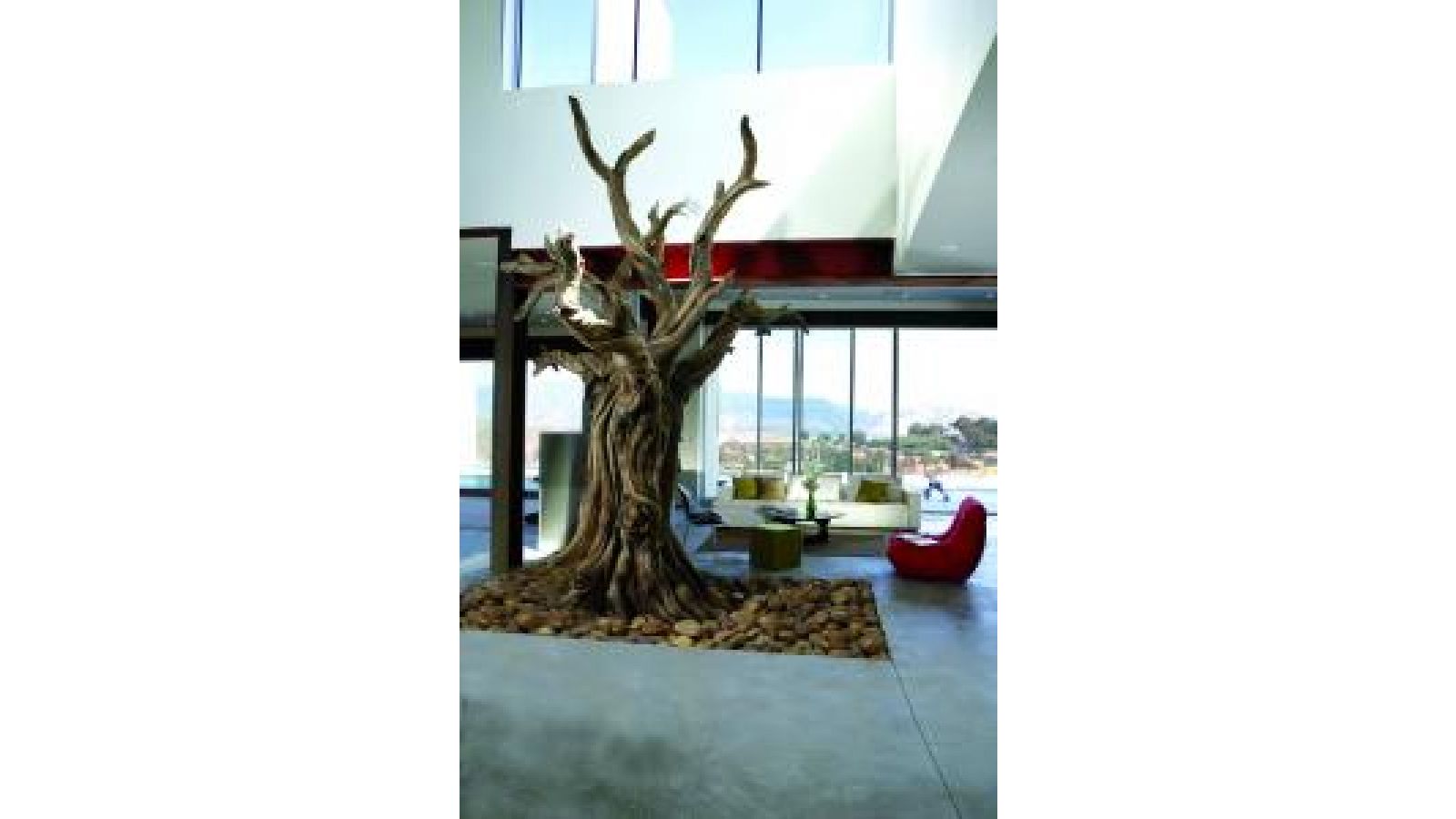 Bristlecone Pine Tree â€“ Residential