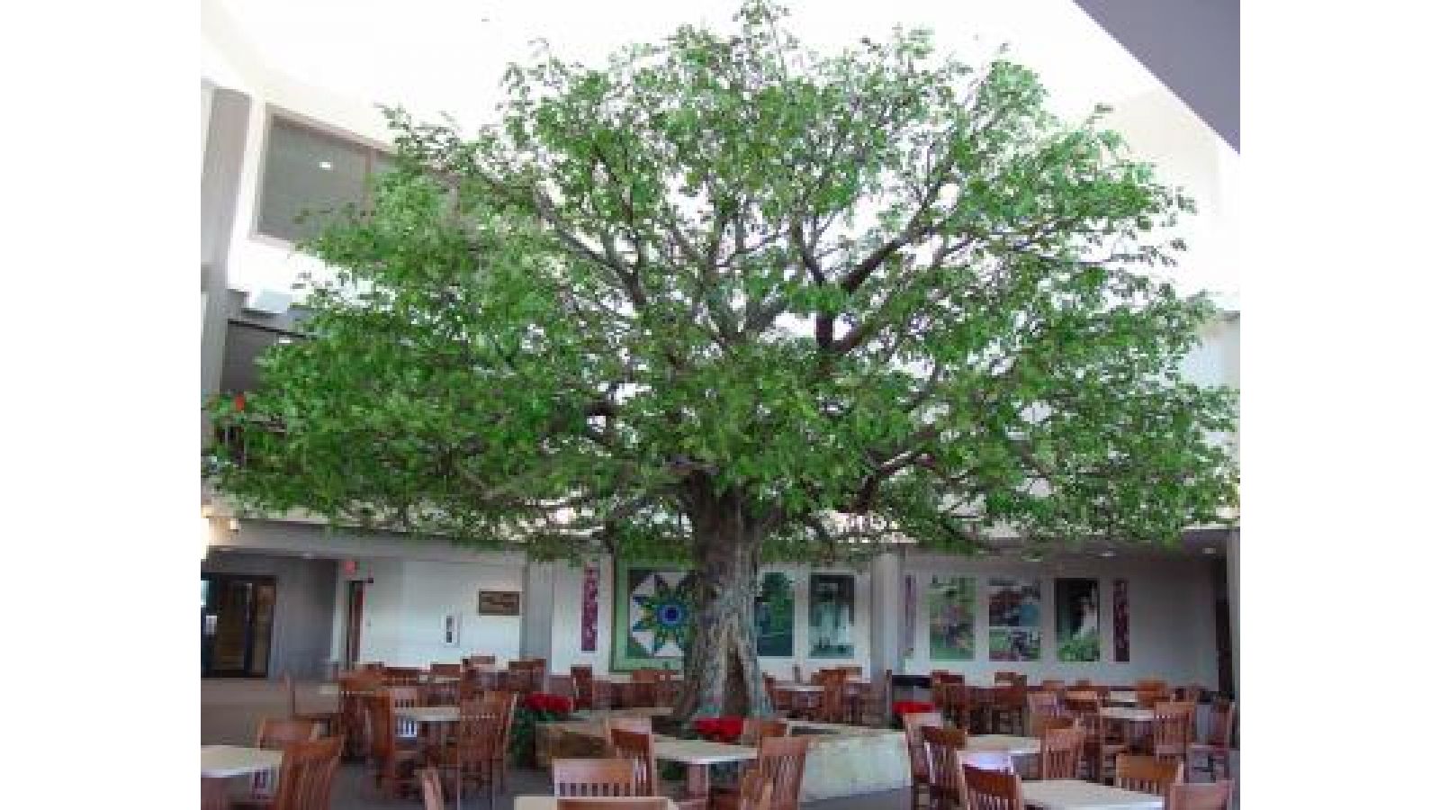 Oak Tree â€“ Resort(a)