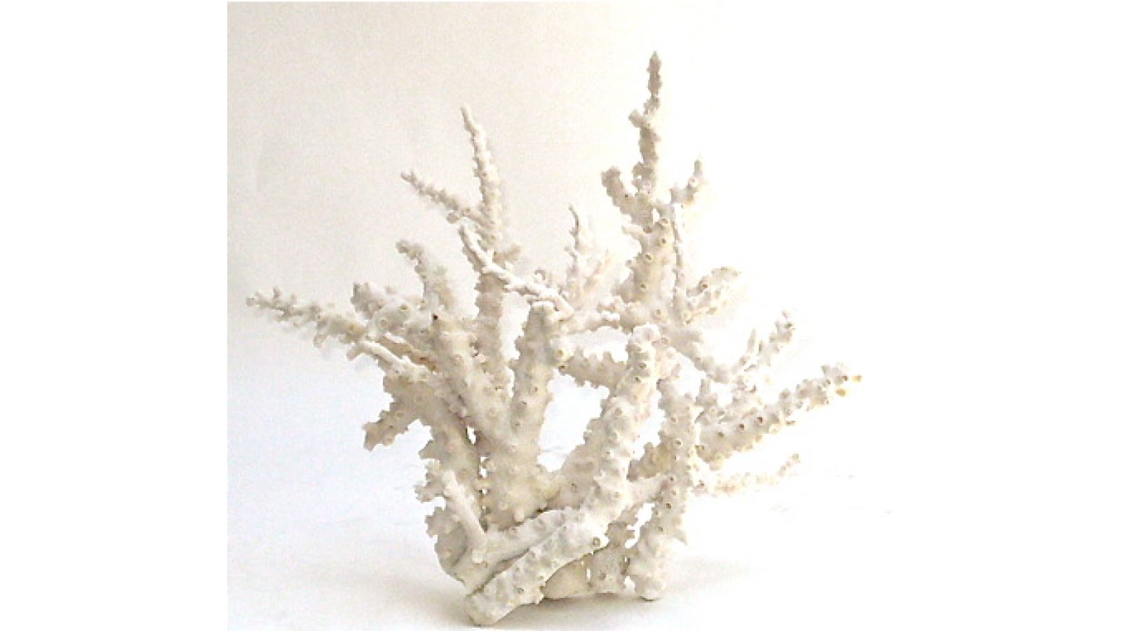 Octopus coral assemblage