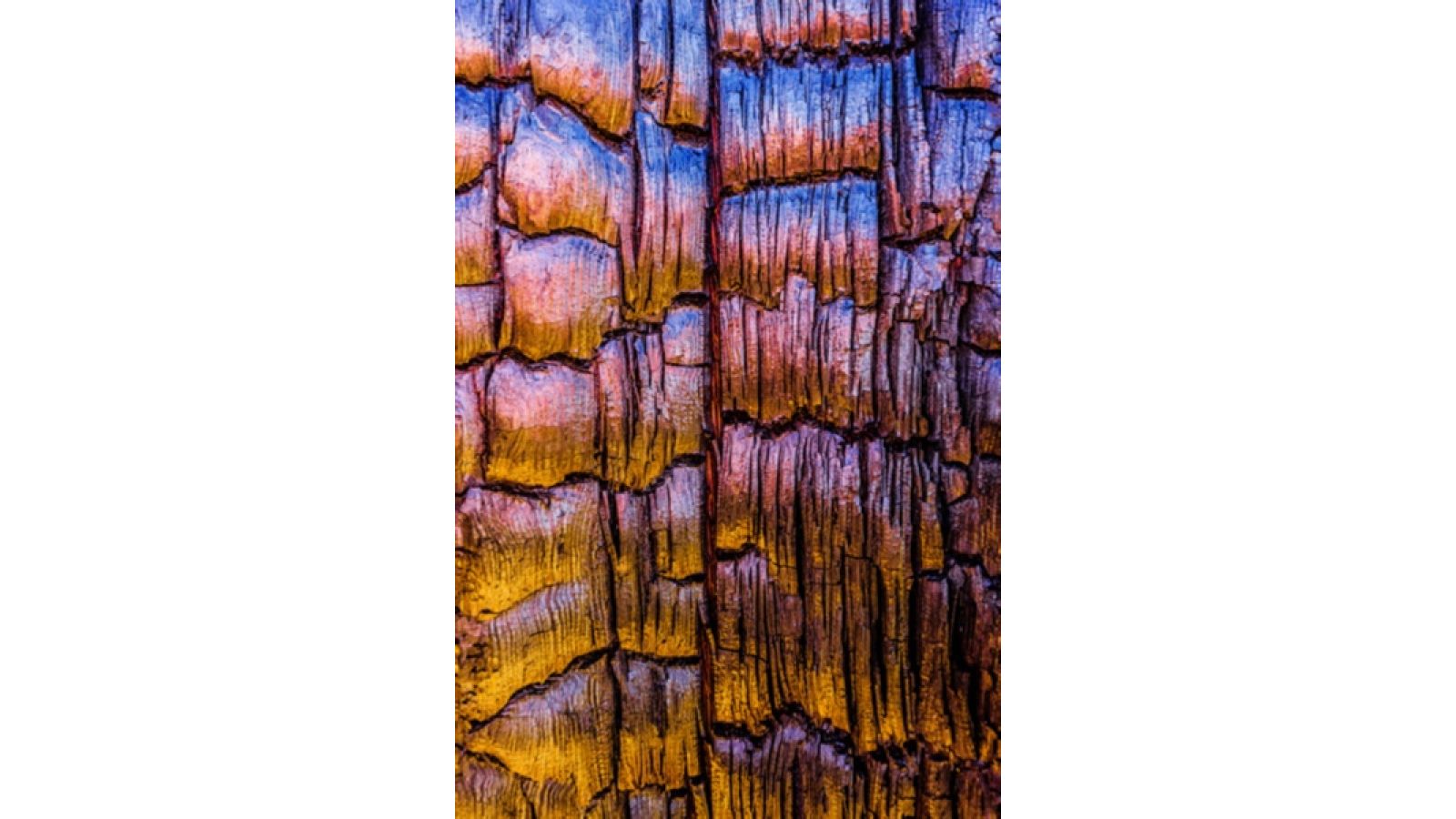 Burnt Tree Detail by Alexander S. Kunz