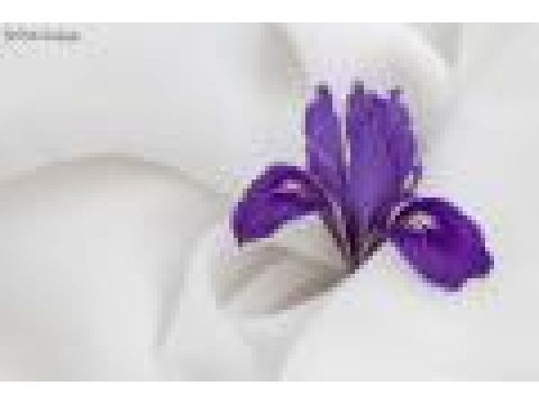 Douglas Iris Blossom Wrapped in White, Golden Gate National Park, California