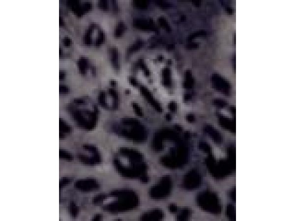 Exotic animal prints featured on Panvelle, but available on any other print quality