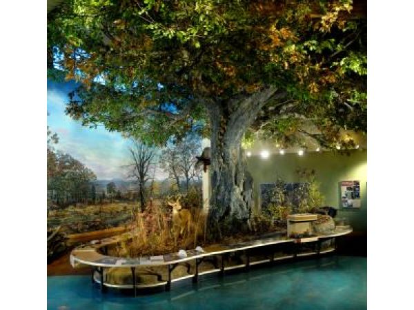 Oak Tree â€“ Museum