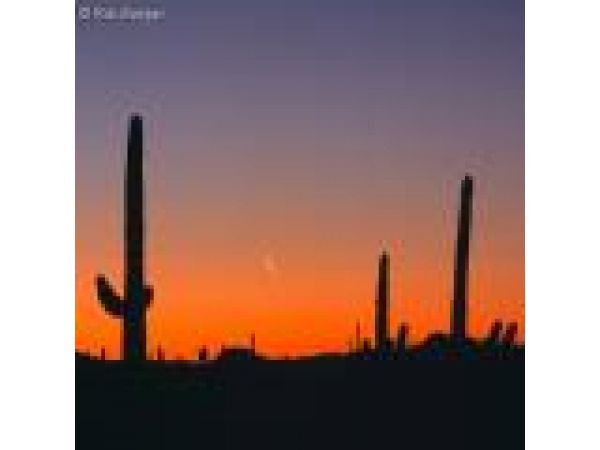 Moonset and Sunrise, #01, Organ Pipe Cactus National Monument, Arizona