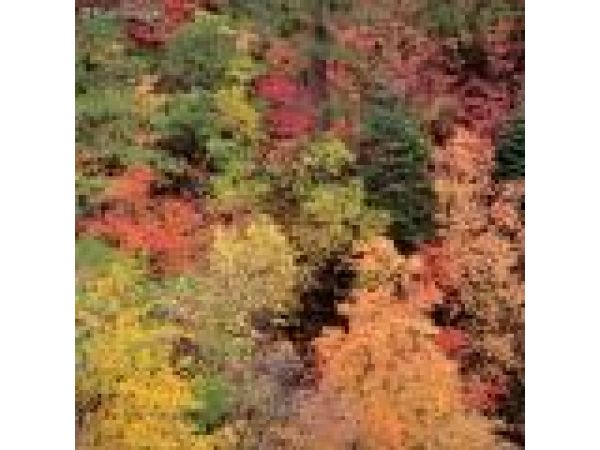 Fall Colors 01, Zion National Park, Utah