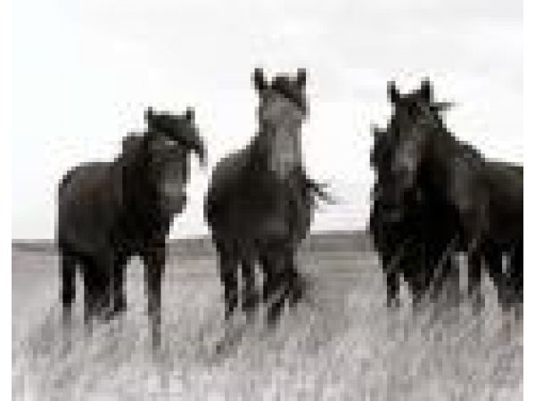 Wild Horses Images