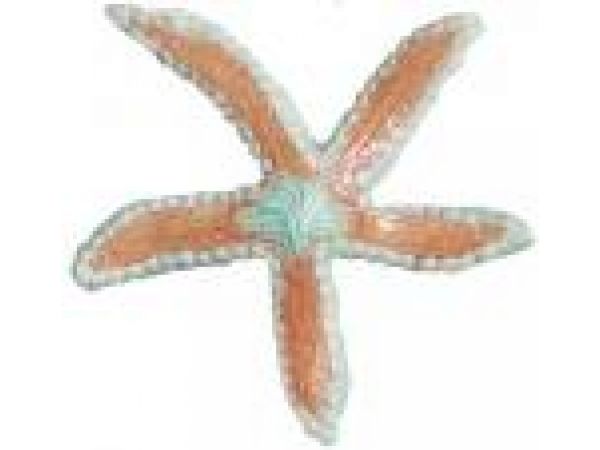 7x6.5 Light Starfish
