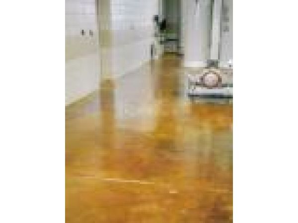 Golden Wheat Stain and Clear Sealer