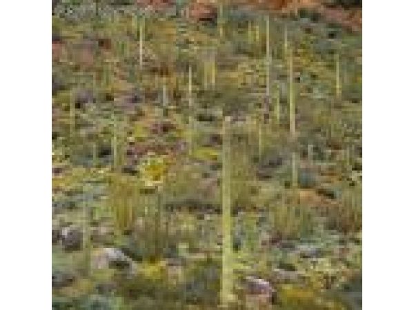 Ajo Mountain Drive Hillside, #01, Organ Pipe Cactus National Monument, Arizona