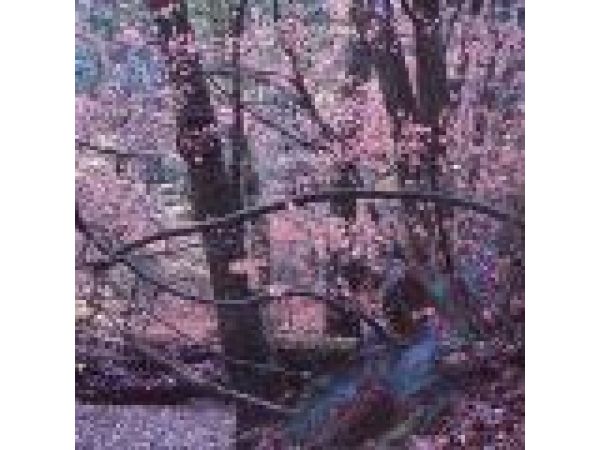 Fall Vine Maple Leaves Turn Pink in Twilight 01, Willits, California