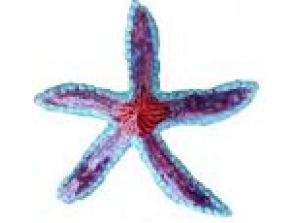 7x6.5 Dark Starfish