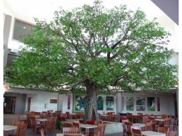 Oak Tree â€“ Resort(a)