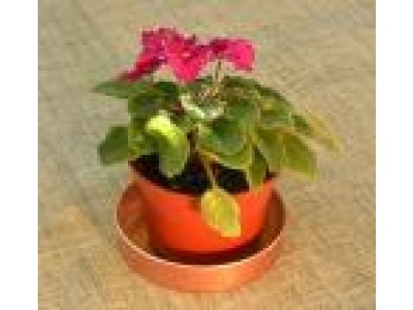 4  Copper Garden Pot Saucer, plain wall