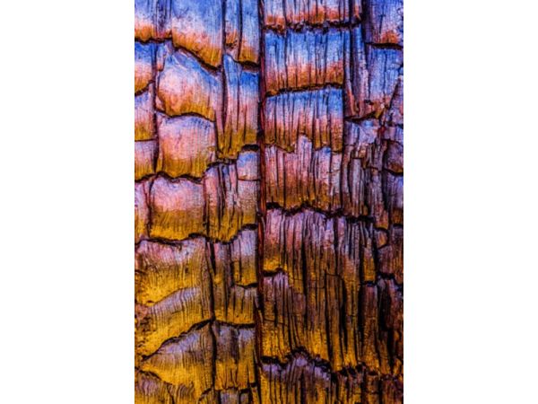 Burnt Tree Detail by Alexander S. Kunz
