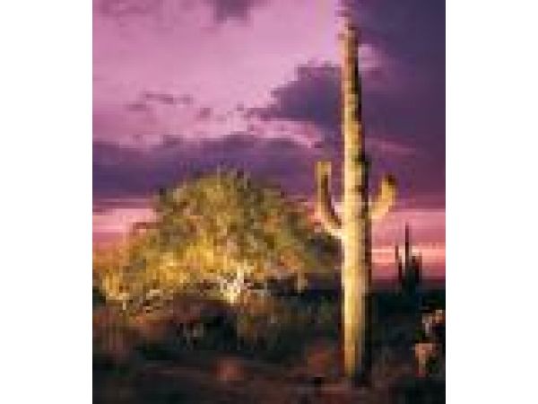 Saguaro at Dawn