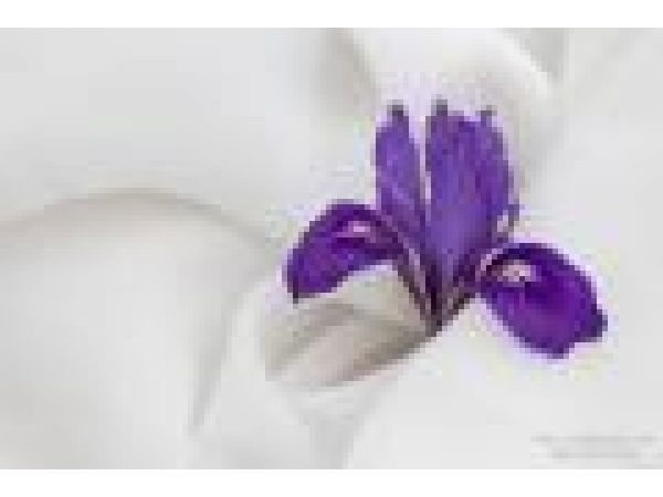 Douglas Iris Blossom: Wrapped Wildflower Series