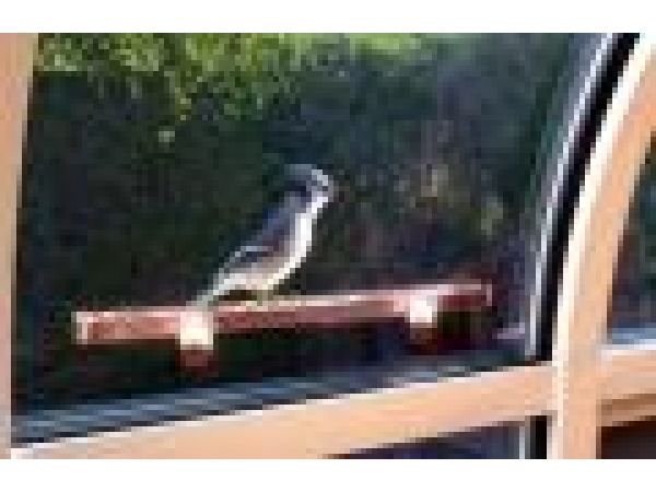 Window Mounted Bird Feeder/Watering Trough