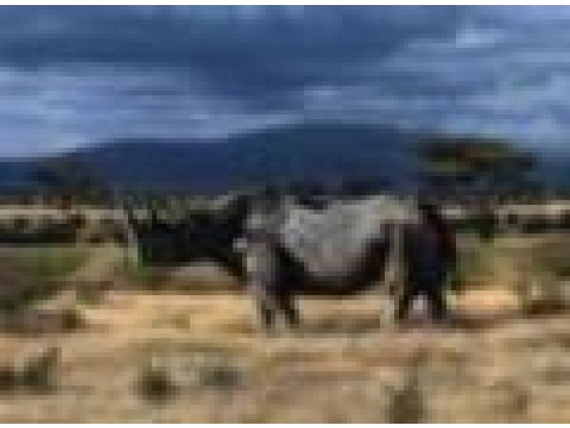 Serengeti Rhino