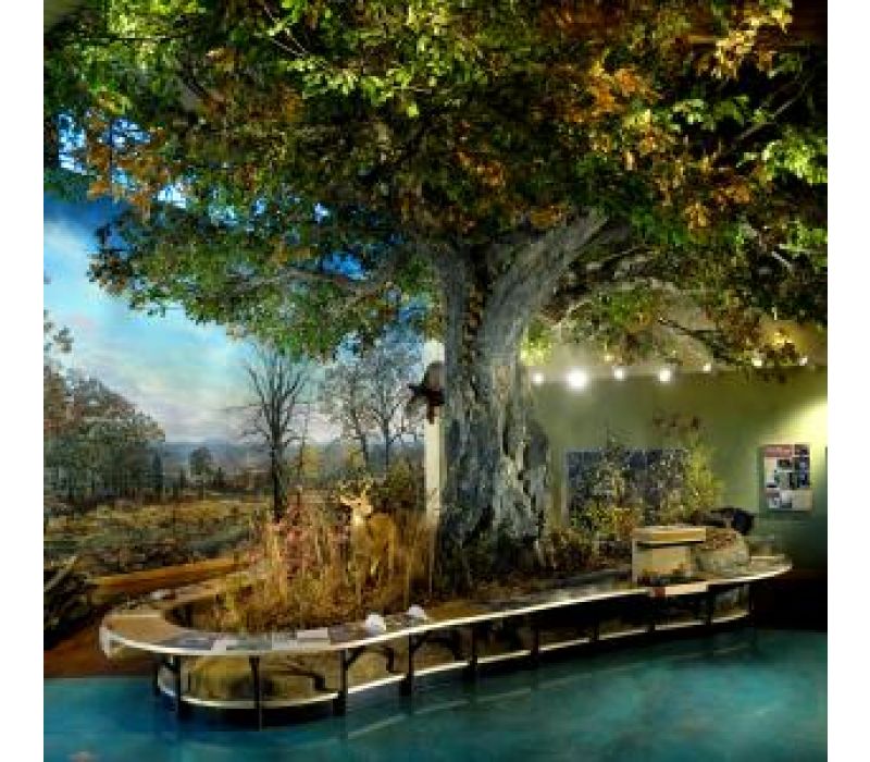 Oak Tree â€“ Museum